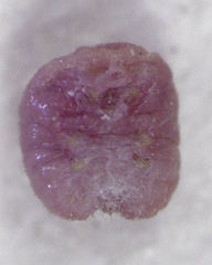 Eriococcus pohutukawa