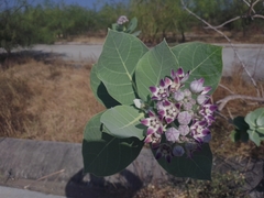 Calotropis procera