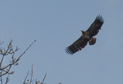 Haliaeetus albicilla