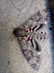 Agrius cingulata