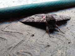 Agrius cingulata