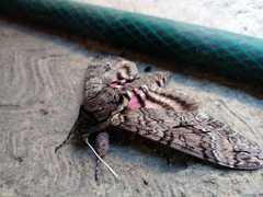 Agrius cingulata