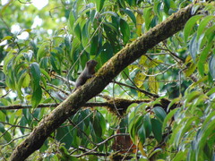 Microsciurus