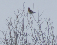 Turdus pilaris