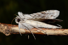 Cucullia inaequalis