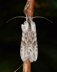 Cucullia inaequalis