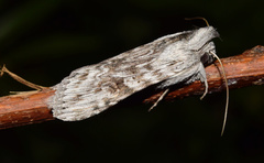 Cucullia inaequalis