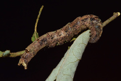 Facidia vacillans