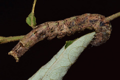 Facidia vacillans