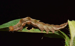 Hypena disclusalis
