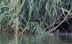 Gallinula chloropus pyrrhorrhoa