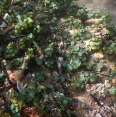 Caulerpa chemnitzia
