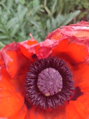 Papaver orientale