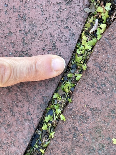 Hydrocotyle batrachium iNat (2)