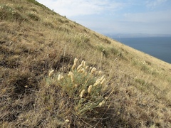 Astragalus lagopoides