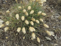 Astragalus lagopoides