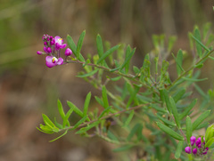 Comesperma hispidulum