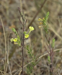 Odontites glutinosus