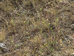 Odontites glutinosus