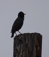 Sturnus vulgaris