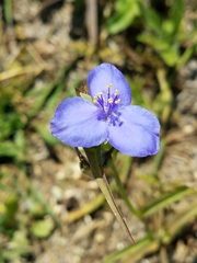 Tradescantia occidentalis
