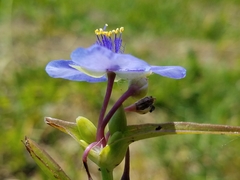 Tradescantia occidentalis