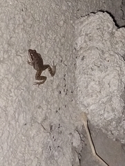 Ptychadena erlangeri