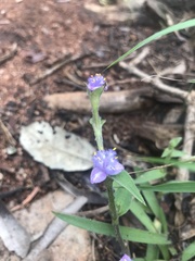 Cyanotis speciosa