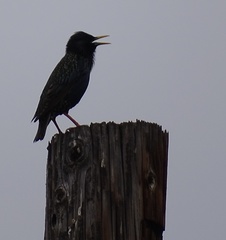 Sturnus vulgaris