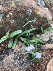 Cyanotis speciosa