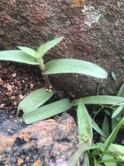 Cyanotis speciosa