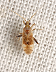 Compsidolon salicellum