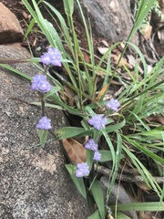 Cyanotis speciosa