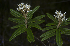Olearia oppositifolia