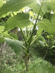 Steganotaenia araliacea
