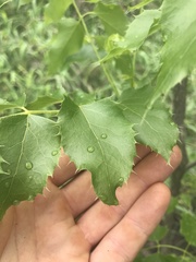 Steganotaenia araliacea