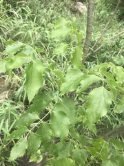 Steganotaenia araliacea