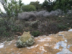 Bufotes viridis