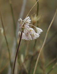 Allium karsianum