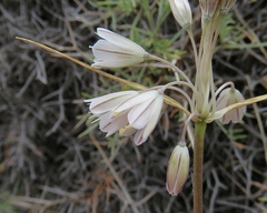 Allium karsianum