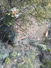 Tephrocactus aoracanthus