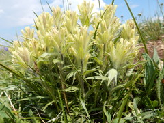 Castilleja pulchella