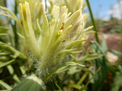 Castilleja pulchella