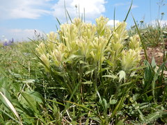 Castilleja pulchella