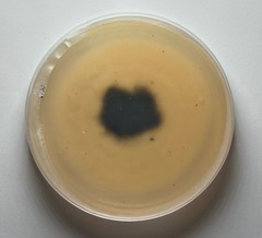 Alternaria