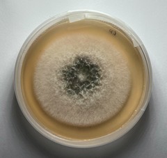 Alternaria
