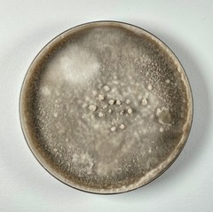Alternaria
