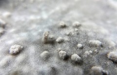 Alternaria