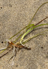 Alternaria