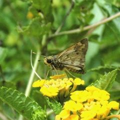 Polites vibex catilina